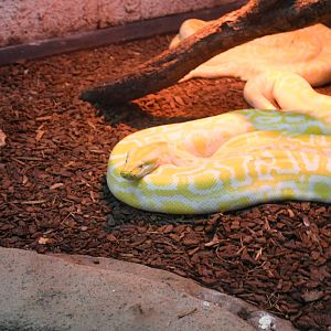 Burmese Python