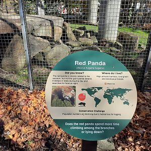New Red Panda Exhibit