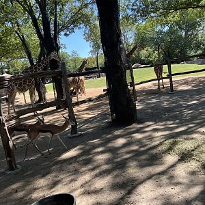 African Savanna (Multiple species)