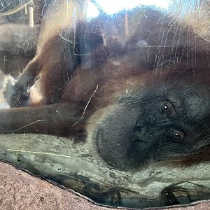 Tired Orangutan (Pongo abelii)