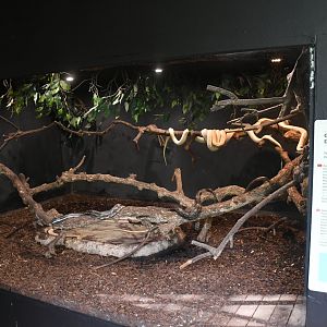 Texas Ratsnakes tank (Reptile House)