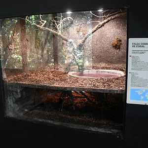 Honduran Milksnake tank (Reptile House)