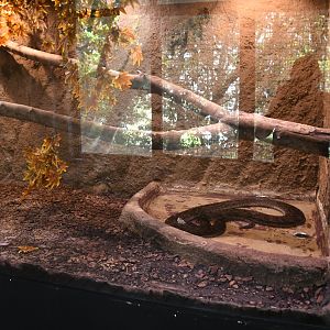 Yellow Anaconda tank (Reptile House)
