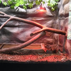Boa Constrictor tank (Reptile House)