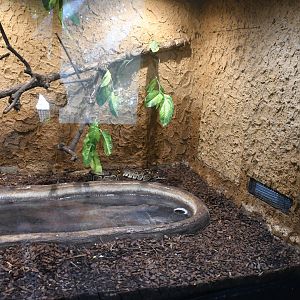 Ball Pythons tank (Reptile House)