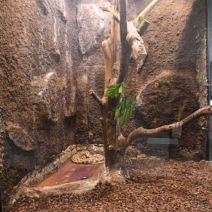 MacDowell's Carpet Python tank (Reptile House)