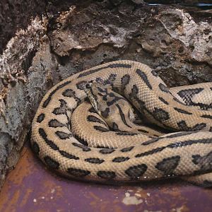 MacDowell's Carpet Python