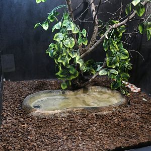 Nelson's Milksnake tank (Reptile House)