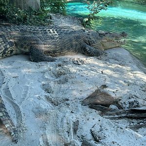 Salty’s Afternoon Nap