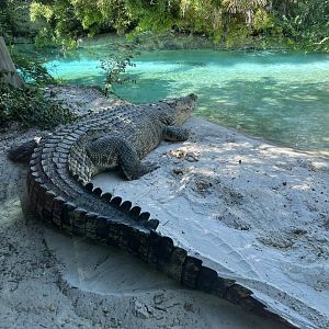 Salty’s Afternoon Nap 2