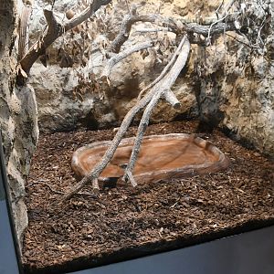 Desert Kingsnake tank (Reptile House)