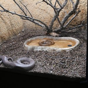 Colombia Rainbow Boas tank (Reptile House)