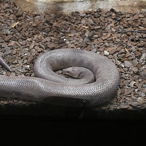 Colombia Rainbow Boa