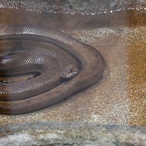 Colombia Rainbow Boa