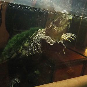 Common snapping turtle (Chelydra serpentina), 2022-09-14