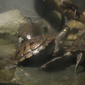 False map turtle (Graptemys pseudogeographica pseudogeographica), 2022-09-14