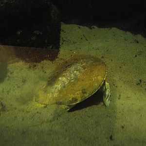 Spiny softshelled turtle(Apalone spinifera) digging in sand, 2022-09-14
