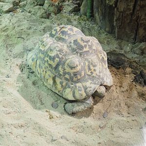 Leopard tortoise (Stigmochelys pardalis), 2022-09-14