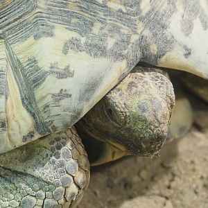 Leopard tortoise (Stigmochelys pardalis), 2022-09-14