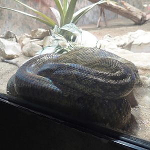 Amethystine python (Simalia amethistina), 2022-09-14