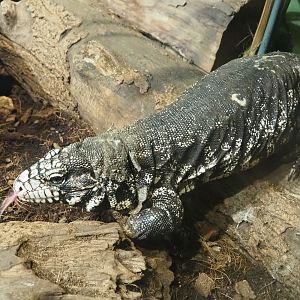 Argentine black and white tegu (Salvator merianae), 2022-09-14