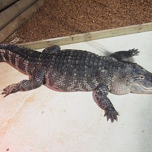 American alligator (Alligator mississippiensis), 2022-09-14