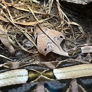 Gaboon Viper (Bitis gabonica)