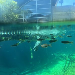 Gharial (Gavialis gangeticus)