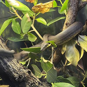 Savu Island Python (Liasis mackloti savuensis)
