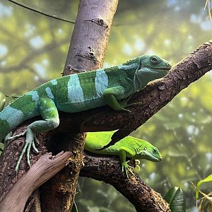 Fiji Banded Iguana (Brachylophus bulabula)
