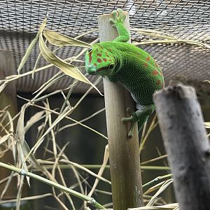 Day Gecko (Phelsuma madagascariensis)