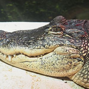American alligator (Alligator mississippiensis), 2022-09-14
