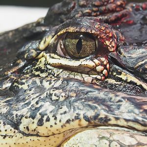 American alligator (Alligator mississippiensis), 2022-09-14