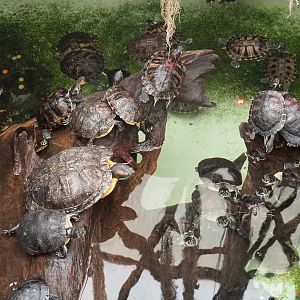 Lots of Pond sliders (Trachemys scripta) in the alligator exhibit, 2022-09-14