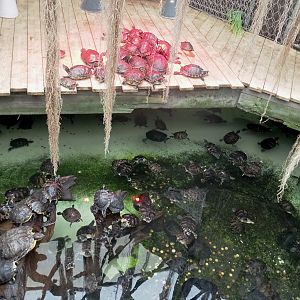 Lots of Pond sliders (Trachemys scripta) in the alligator exhibit, 2022-09-14