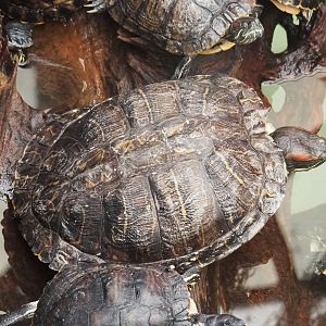 Red-eared slider (Trachemys scripta elegans), 2022-09-14