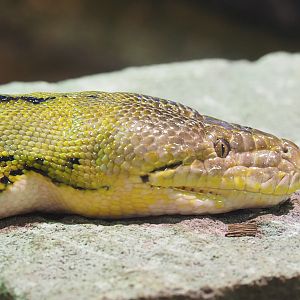 Reticulated python (Malayopython reticulatus), 2022-09-14