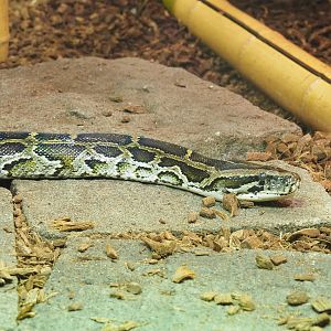 Burmese python (Python bivittatus), 2022-09-14