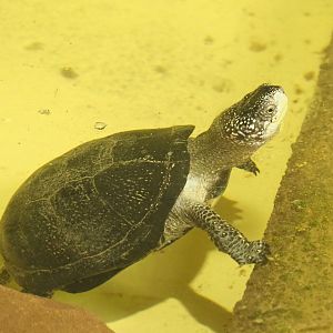 European pond turtle (Emys orbicularis), 2022-09-14