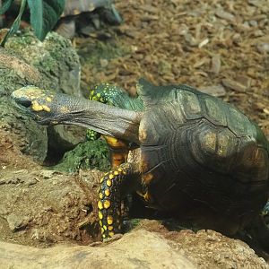Red-footed tortoise (Chelonoidis carbonarius), 2022-09-14