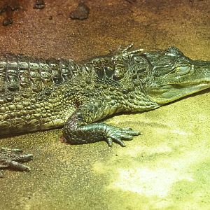 Colombia spectacled caiman (Caiman crocodilus crocodilus), 2022-09-14