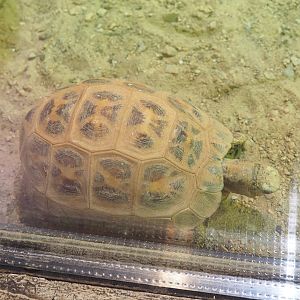 Malagasy spider tortoise (Pyxis arachnoides), 2022-09-14