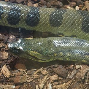 Green anaconda (Eunectes murinus), 2022-09-14