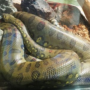 Green anaconda (Eunectes murinus), 2022-09-14