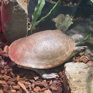 Red-bellied short-necked turtle (Emydura subglobosa), 2022-09-14