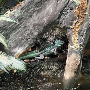 Plumed Basilisk (Basiliscus plumifrons)