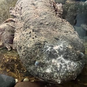 Hellbender Salamander (Cryptobranchus alleganiensis)