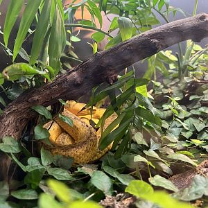 Hidden in the Underbrush