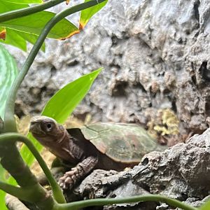 Black-breasted Leaf Turtle (Geoemyda spengleri)