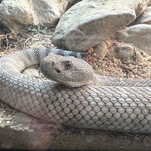 Santa Catalina Rattlesnake (Crotalus catalinensis)